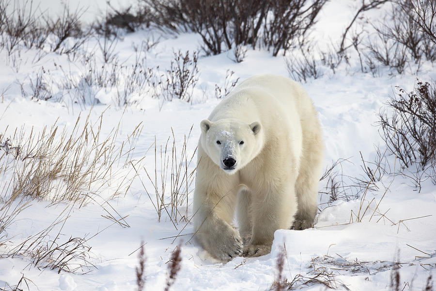 Polar Bear Ursus Maritimus Walking Photograph by Robert Postma / Design Pics