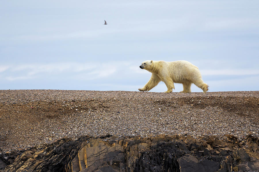 Polar Bear Walking Along Photograph by Heike Odermatt