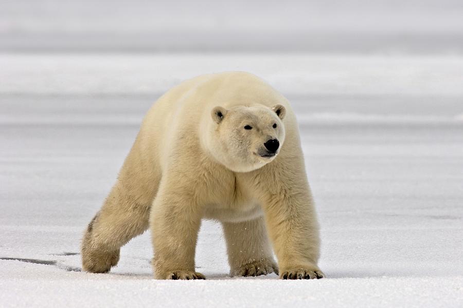 Polar Bear Walking On Newly Formed Pack Photograph by Steven Kazlowski ...