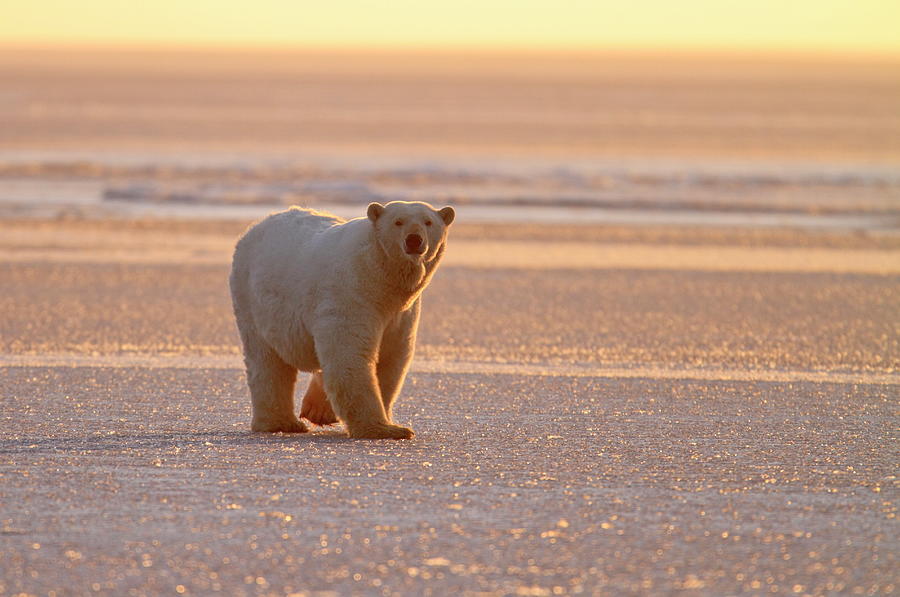 Nature Digital Art - Polar Bear, Wildlife Refuge, Alaska by Bernd Rommelt