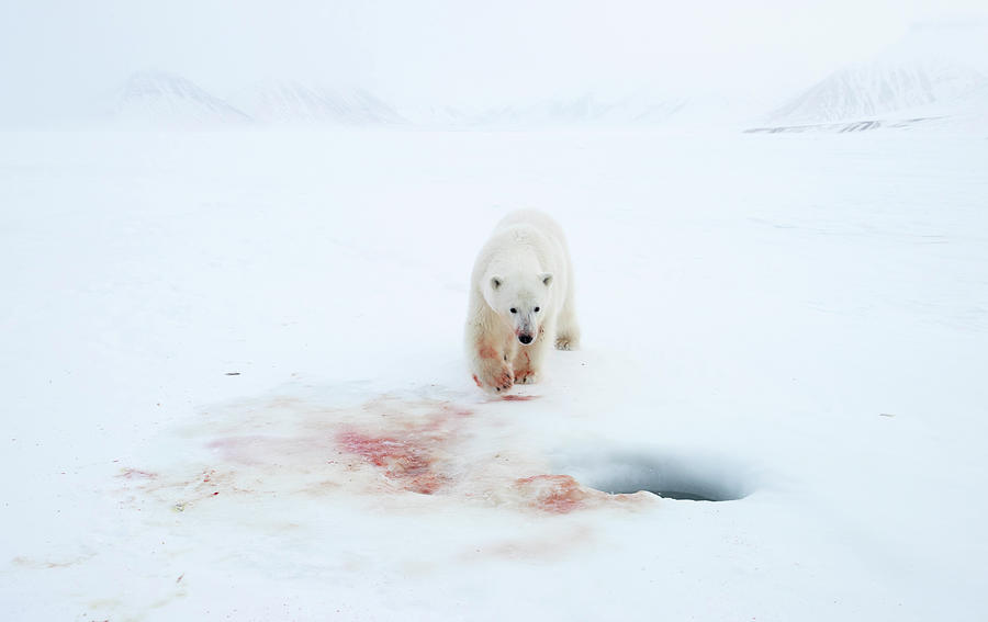 Polar Bear With Blood On Fur Walking Towards A Ringed Seal Photograph by Danny Green / Naturepl.com Polar Bear With Blood On Fur Walking Towards A Ringed Seal Photograph by Danny Green / Naturepl.com