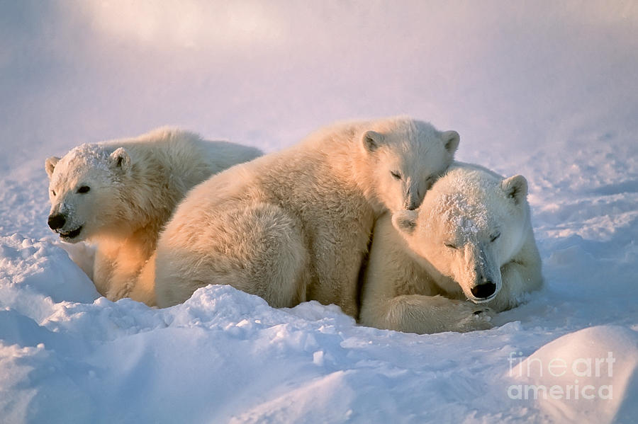 Bear Cub Photograph - Polar Bear With Her Cubs by Outdoorsman