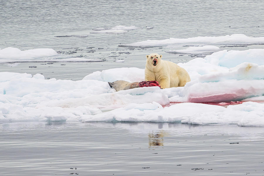 polar-bear-with-kill-photograph-by-wyn-lewis-bevan-pixels