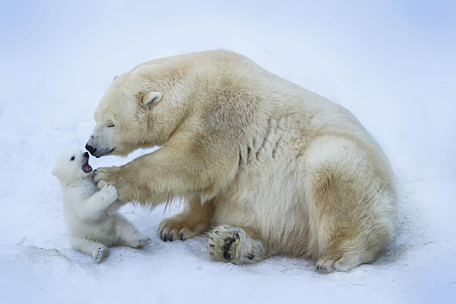 Nature Photograph - Polar Bear With Mom by Anton Belovodchenko