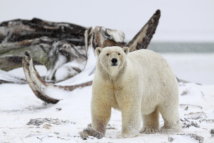 Polar Bear With Whale Bones Photograph by P. De Graaf