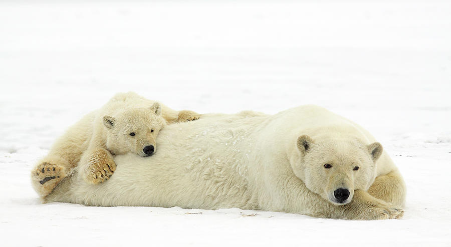 Polar Bear With Young Photograph by P. De Graaf
