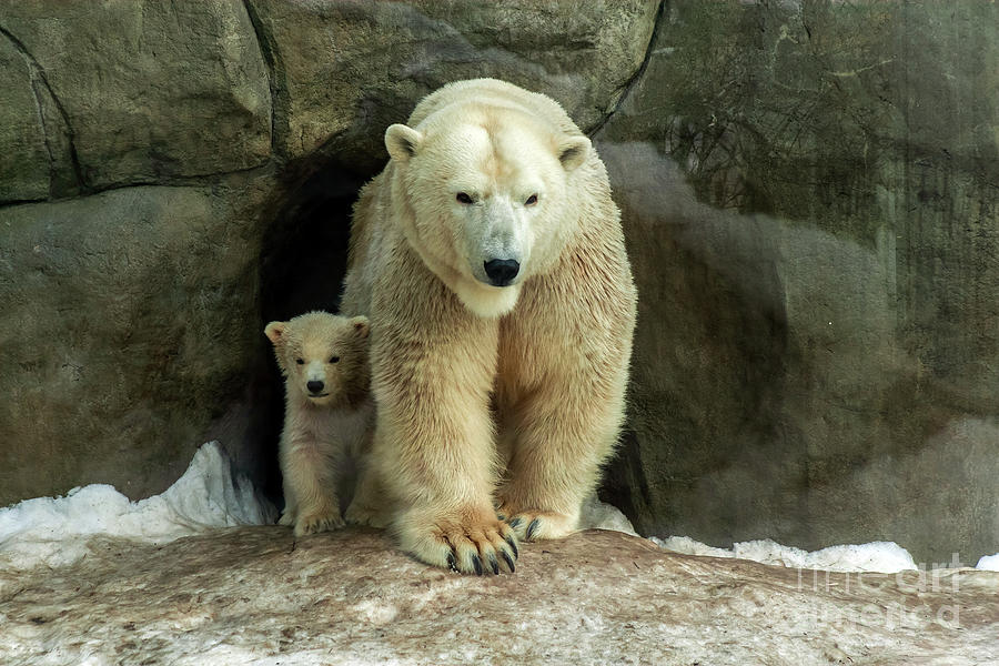 Polar bear mom protect his cub Photograph by Svetlana Ledneva-Schukina
