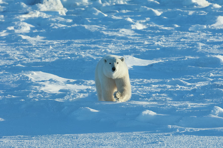 Polar Bears In The Wild. A Powerful Photograph by Mint Images - David Schultz