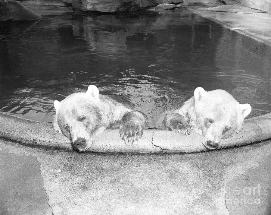 Polar Bears In Zoo Pool Photograph by Bettmann