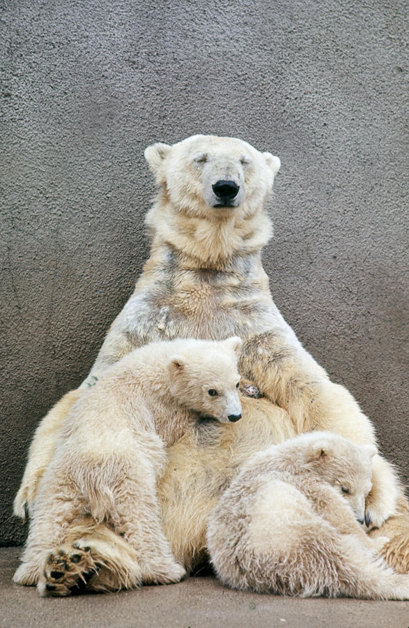 Animal Photograph - Polar Bears by Nina Leen