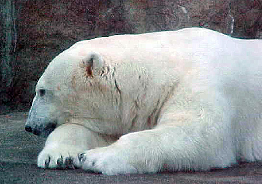 Polar in Repose Photograph Photograph by Kimberly Walker
