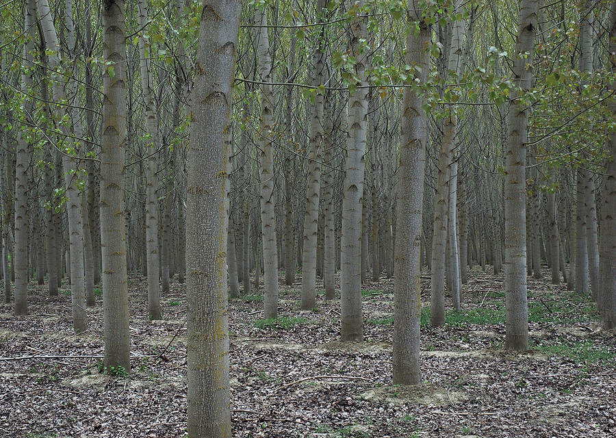 Poplar plantation Photograph by Jerry Daniel