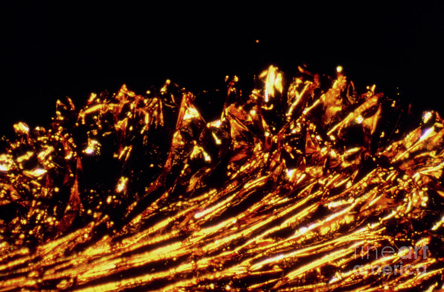 Polarised Lm Of Gold Leaf Photograph by John W. Alexanders/science Photo Library