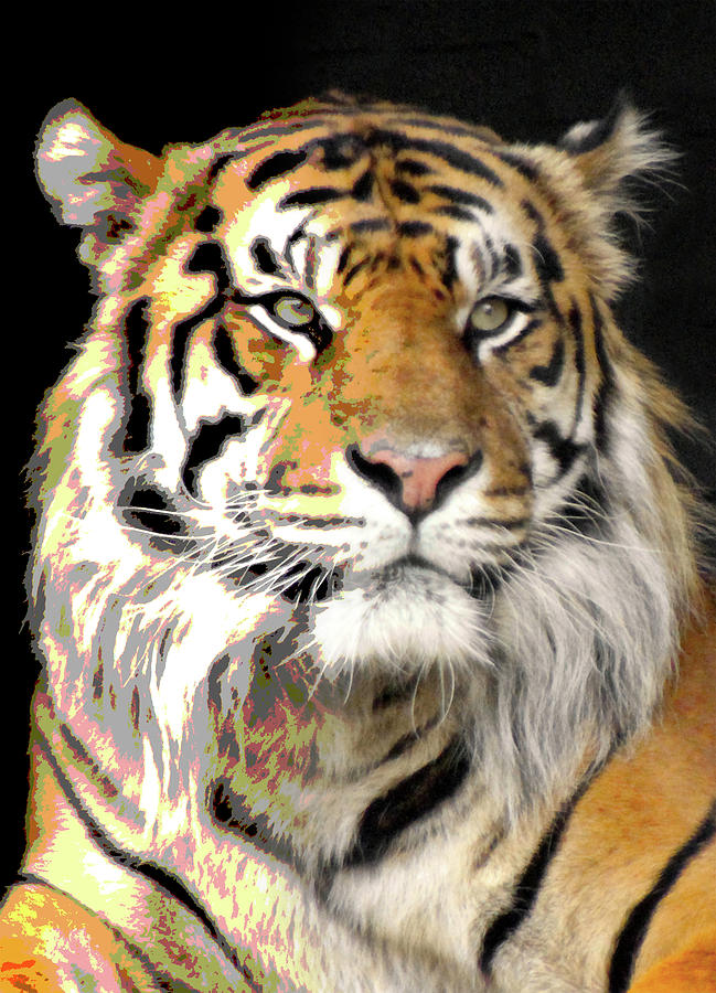 Polarized Bengal Tiger  Photograph by Doc Braham
