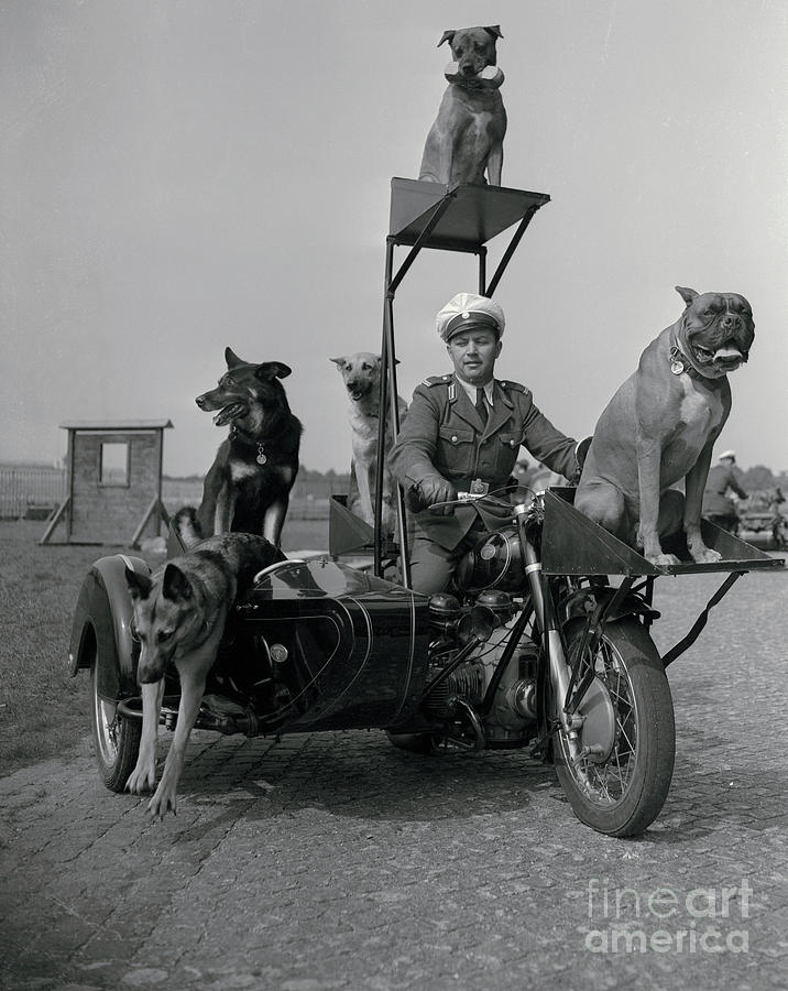 Police Dogs On Motorcycle Photograph by Bettmann