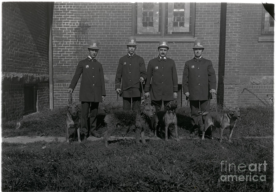 Police Officers With Police Dogs Photograph by Bettmann