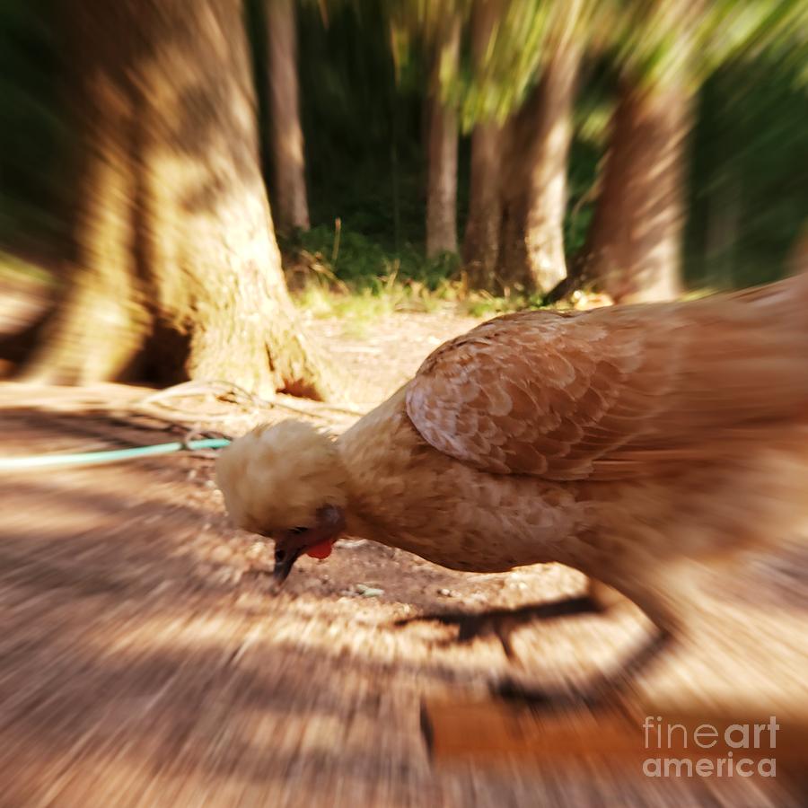 Polish Chicken Photograph