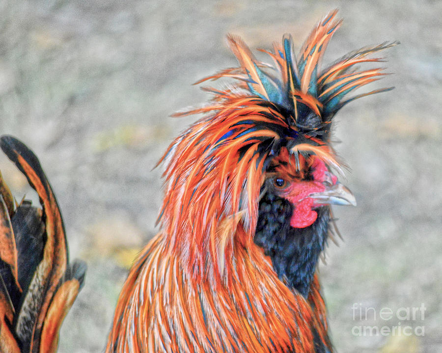 Polish Crested Rooster Photograph by Catherine Sherman