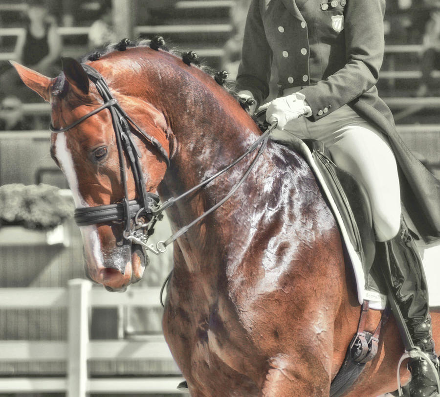 Polished Photograph by Dressage Design