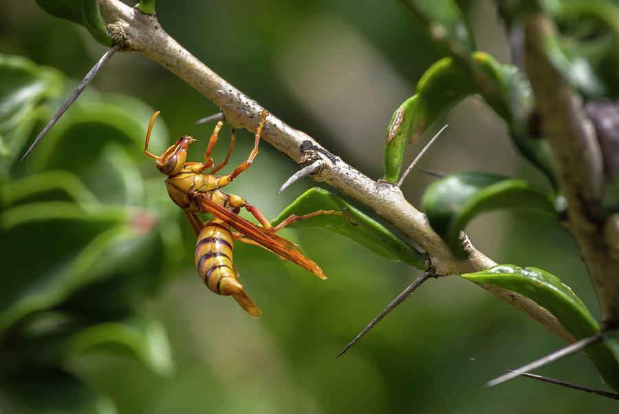 Polistine Wasp Jardin Botanico del Quindio Calarca Colombia Photograph by Adam Rainoff