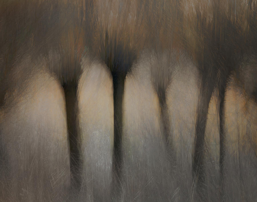 Willow Photograph - Pollard Willows by Nel Talen