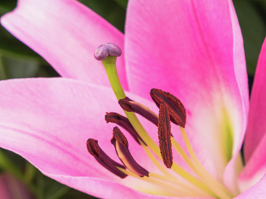 Pollen and stigma of a pink colored lily Photograph by Tosca Weijers