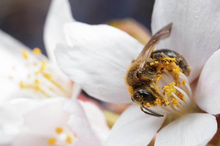 Pollen Fiend Photograph by Brian Hale