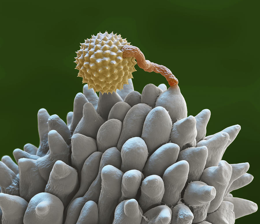 Pollen Grain Extending Pollen Tube, Sem Photograph by Oliver Meckes EYE OF SCIENCE