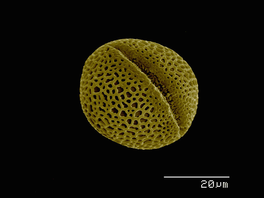 Abstract Digital Art - Pollen Of (ranunculales: Ranunculaceae) Helleborus Sp by Gregory S. Paulson