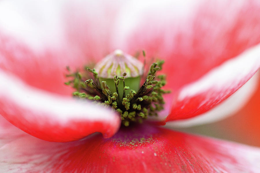 Pollen on a Poppy Bloom  Photograph by Amber Photography