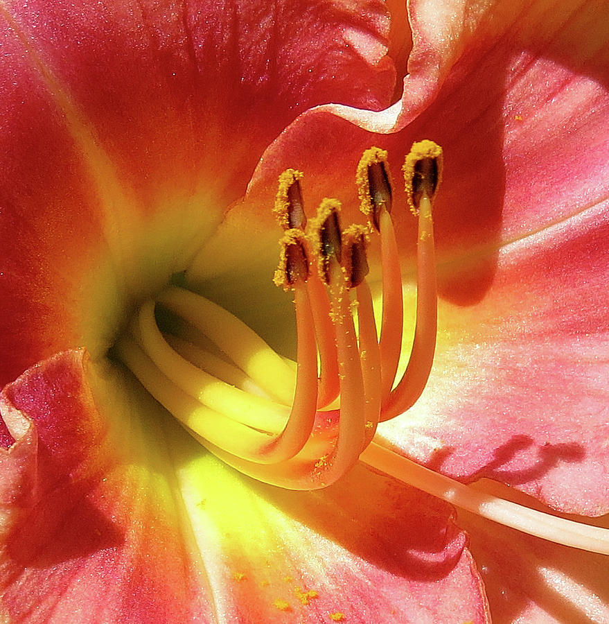 Pollen on Lily Stamens Photograph by Linda Stern