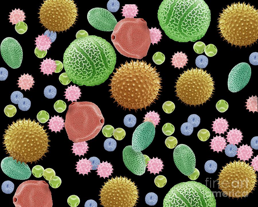 Pollen Photograph by Steve Gschmeissner/science Photo Library