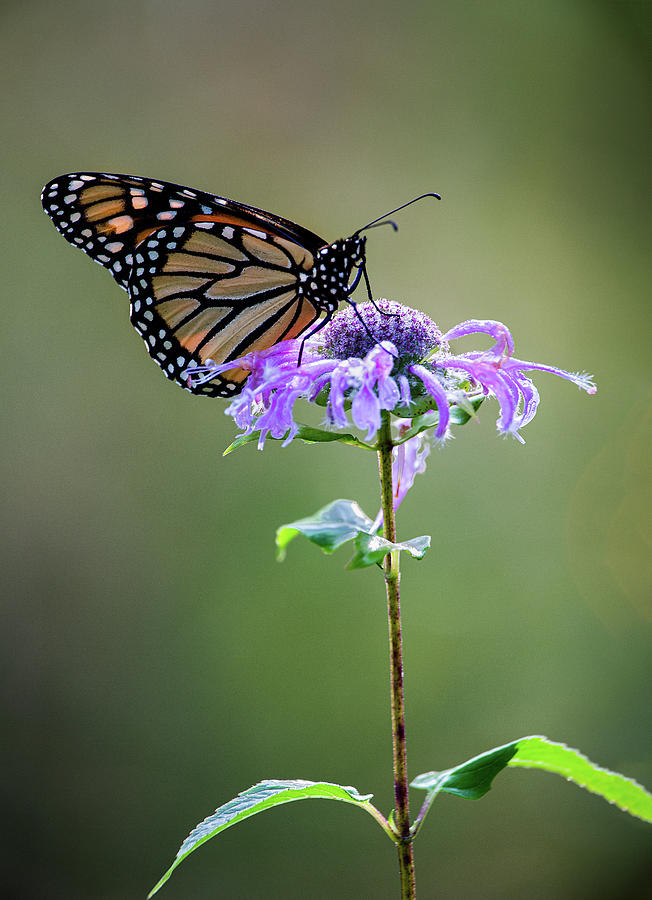 Butterfly Photograph - Pollinating Monarch Butterfly by Dale Kincaid