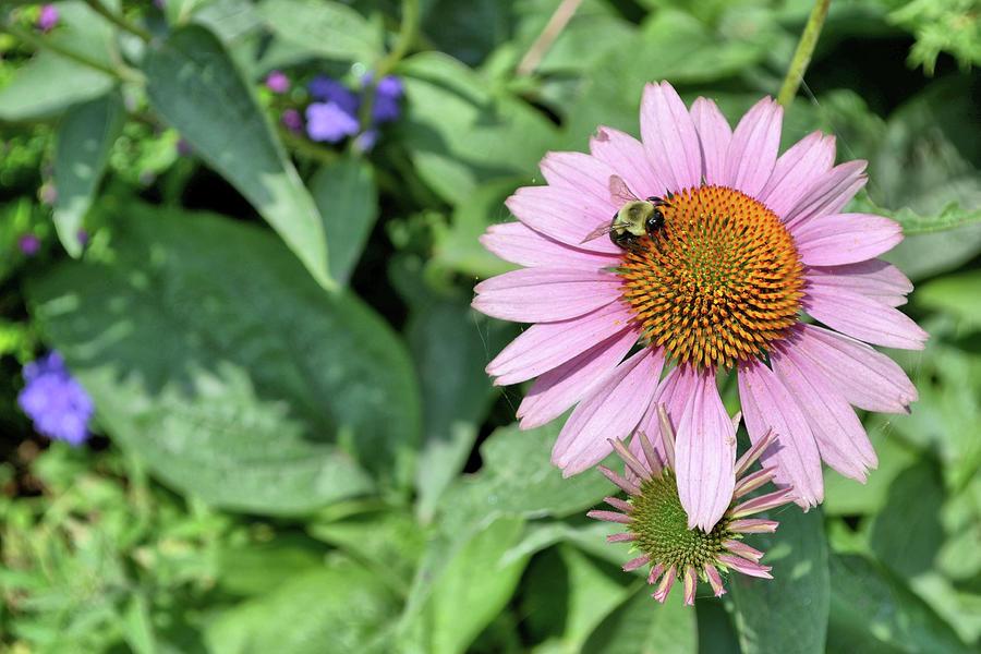 Daisy Photograph - Pollination by JAMART Photography