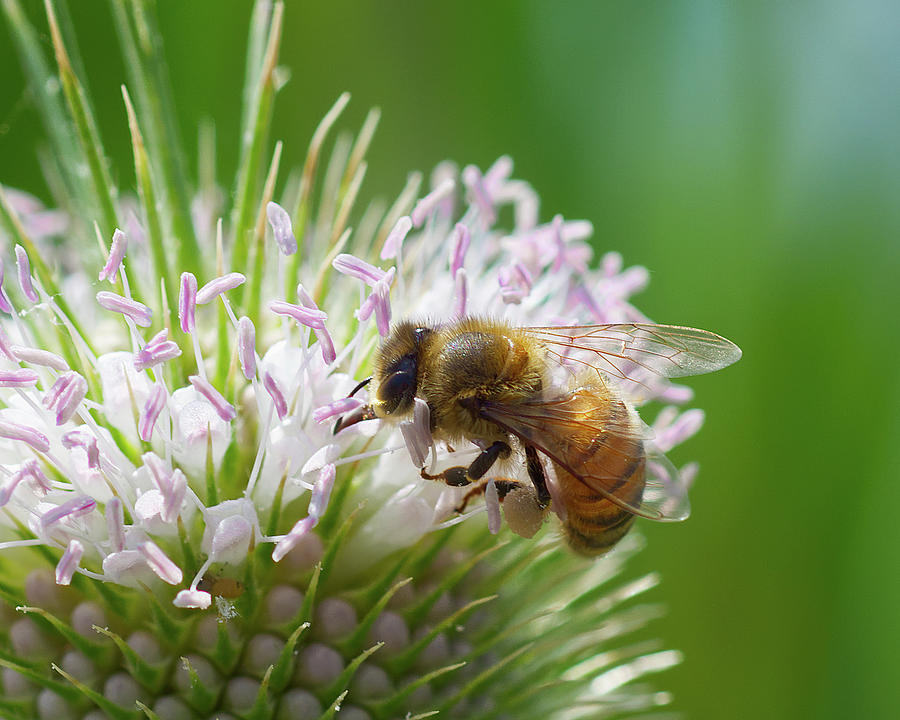 Pollinator Photograph by Deborah Ritch