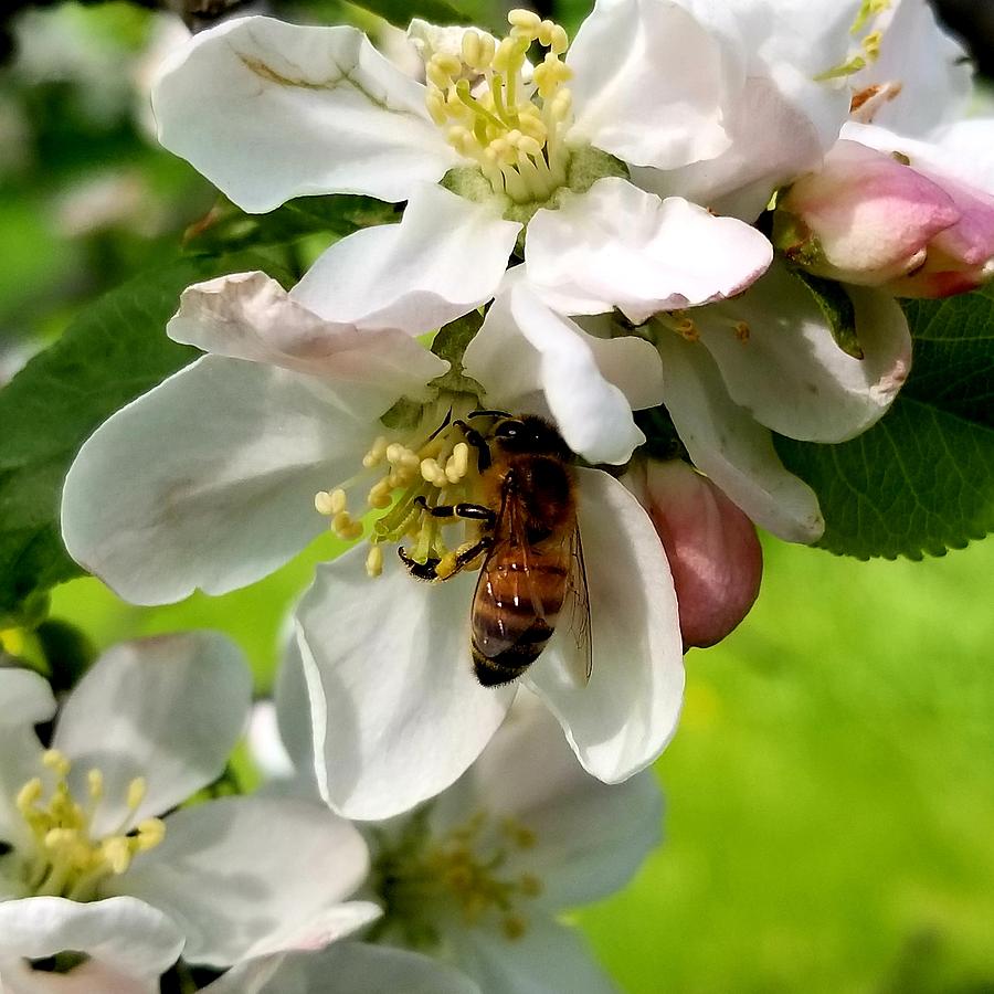Pollinator Photograph by Linda L Brobeck
