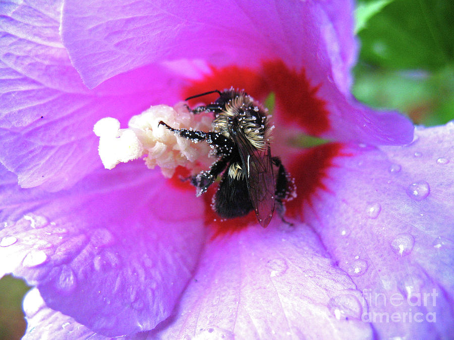 Pollinator Photograph - Pollinator by Patti Whitten Pollinator Photograph - Pollinator by Patti Whitten