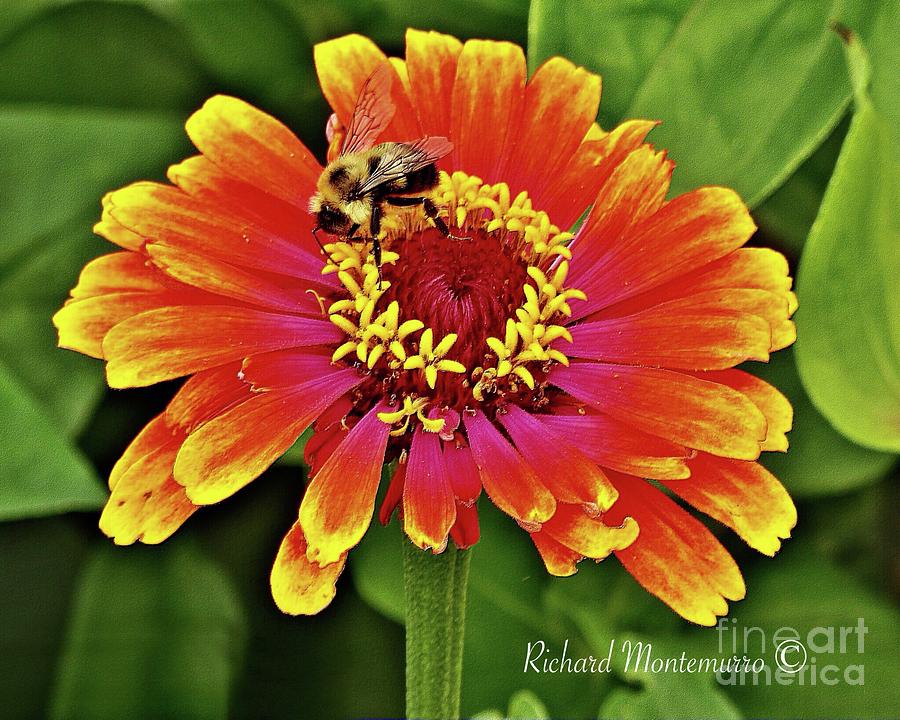 Pollinator Photograph by Richard  Montemurro