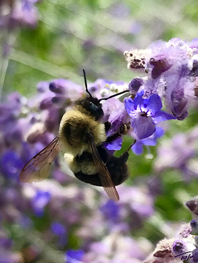 Pollinator Photograph by Tom Johnson