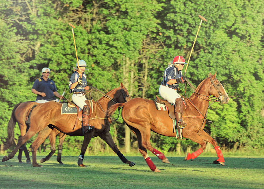 Polo Ponies Photograph by Dressage Design