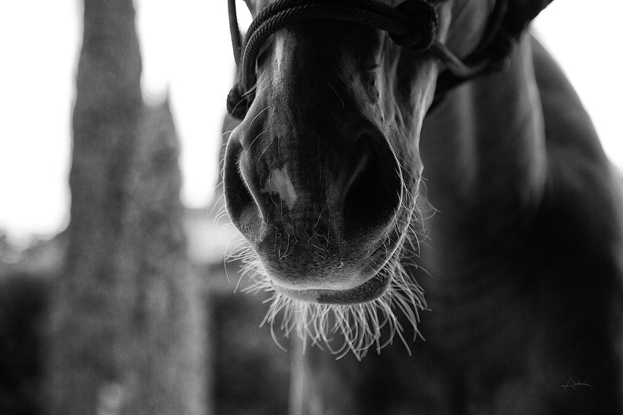 Animal Photograph - Polo Pony Closeup by Aledanda