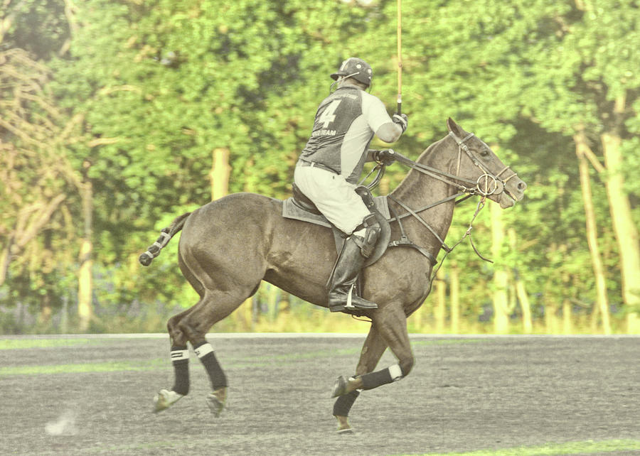Polo Pony Photograph by Dressage Design