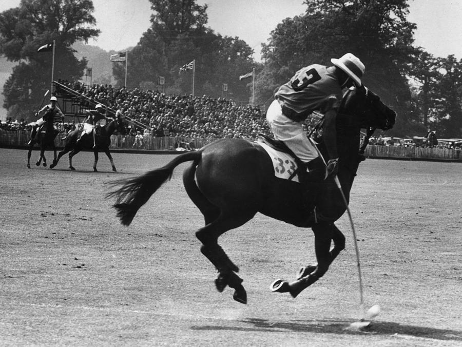 Polo Pony Photograph by Ronald Startup