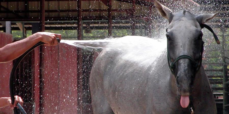 Polo Pony Shower 21059 Photograph by Jerry Sodorff