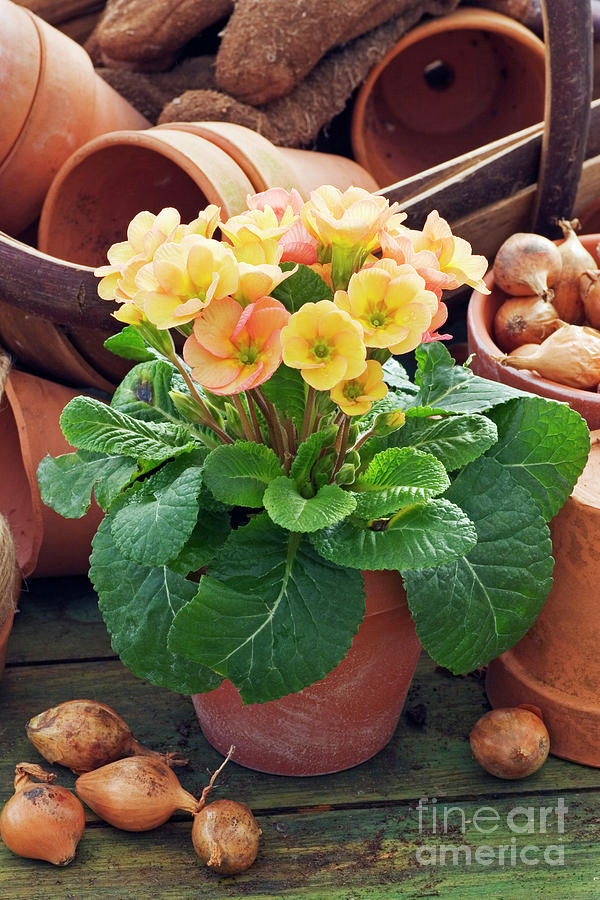 Polyanthus pretty Girls Series Photograph by Science Photo Library Polyanthus pretty Girls Series Photograph by Science Photo Library