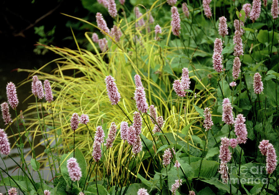 Polygonum Bistorta 'superbum' Photograph by Mike Comb/science Photo ...