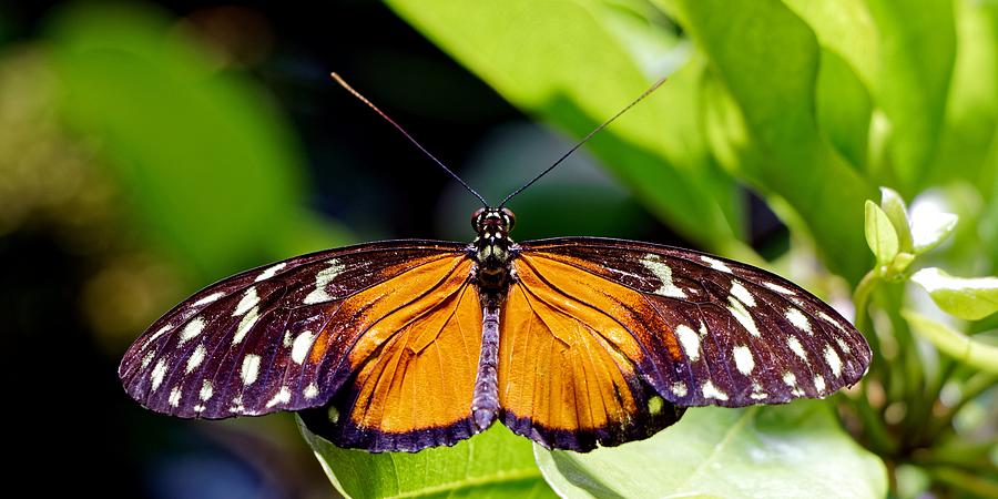 Mathematician - Polymorphic Longwing Photograph by KJ Swan - Fine Art ...