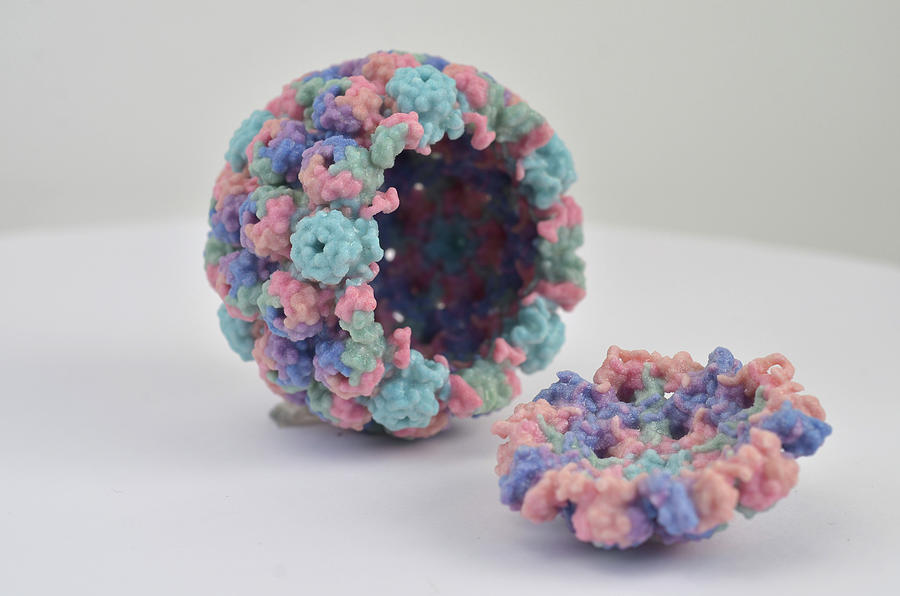Polyomavirus, 3d Model Photograph by Science Source