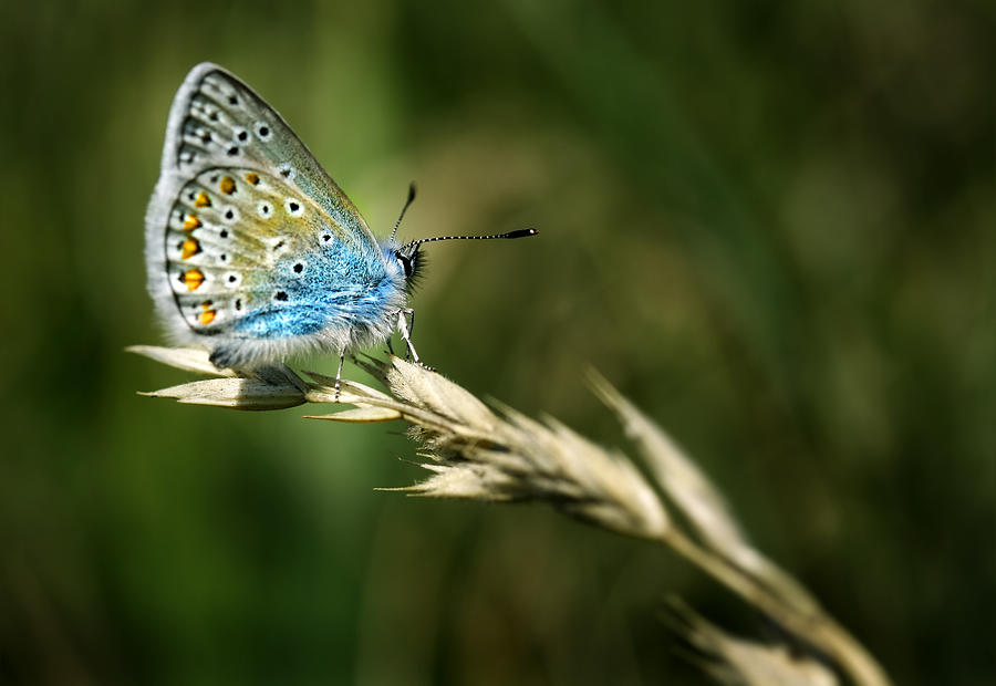 Polyommatus Amandus Photograph by Niels Christian Wulff - Fine Art America