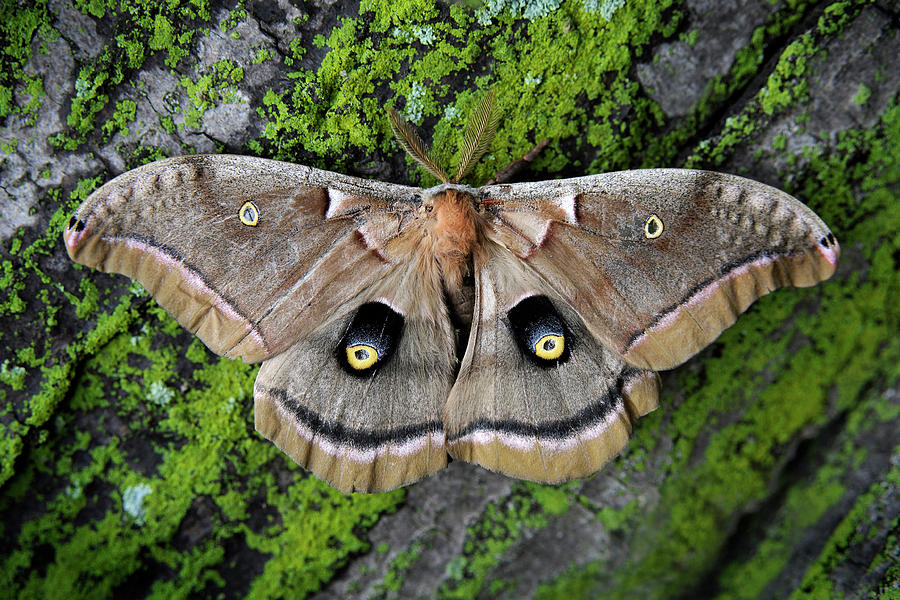 Polyphemus Moth Photograph by Michael Schlueter | Pixels